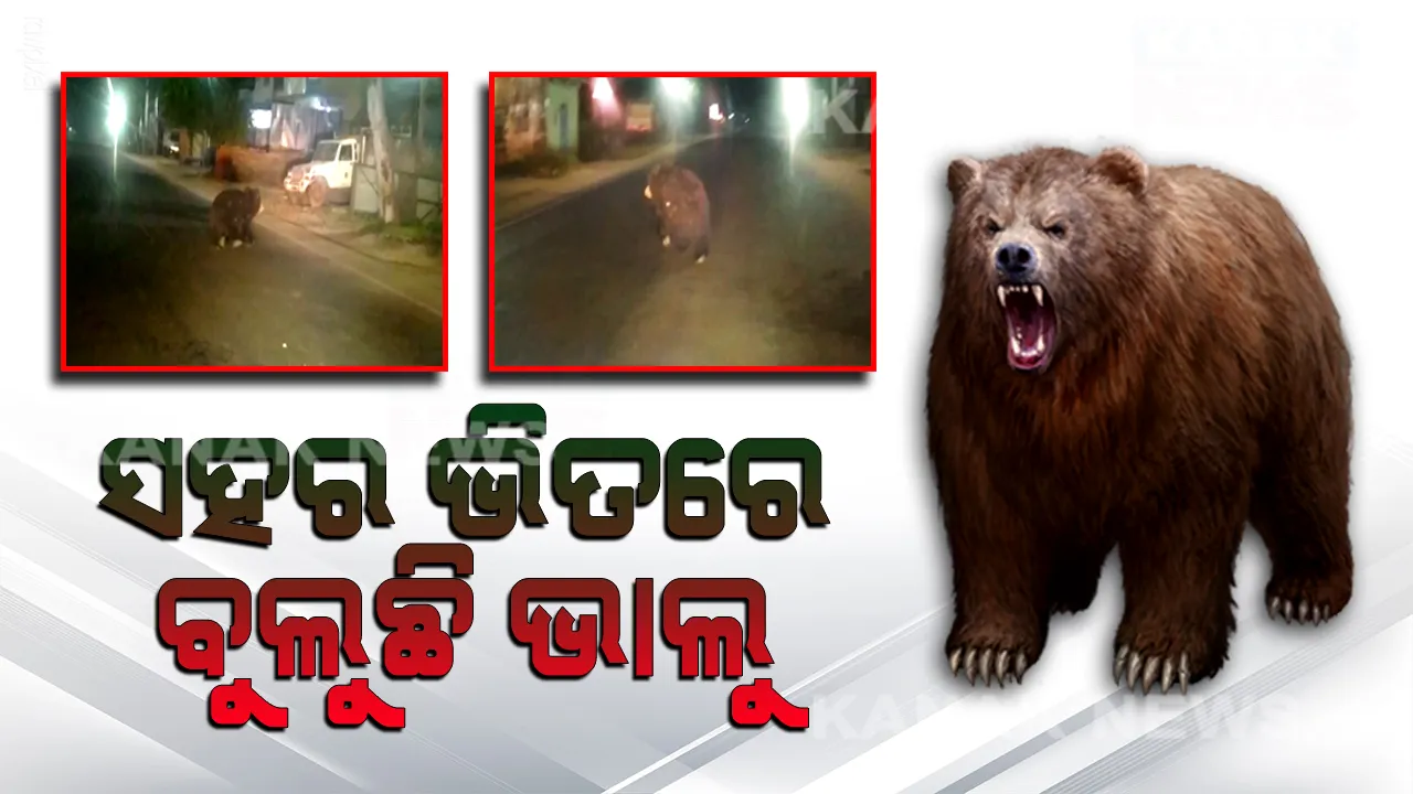  ନୂଆପଡାରେ ଭାଲୁ ଭୟ: ଜଙ୍ଗଲରୁ ଖସି ଆସି ସହରର ରାଜରାସ୍ତାରେ ଆତଙ୍କ ରଚୁଛନ୍ତି ତିନି ତିନିଟି ଭାଲୁ। ଲୋକେ ଭୟଭୀତ
