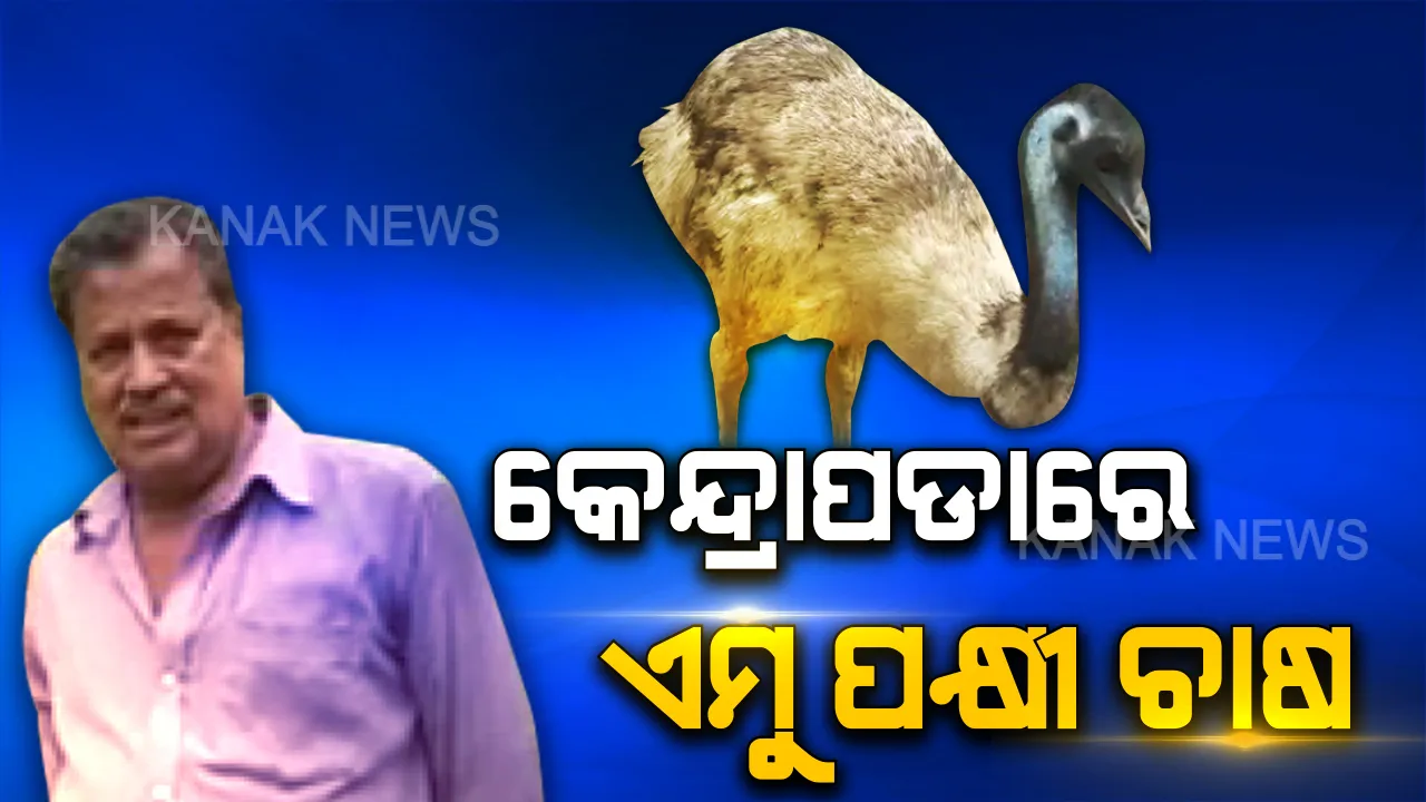  କେନ୍ଦ୍ରାପଡାରେ ଏମୁ ପକ୍ଷୀ ଚାଷ କରି ଉଦାହରଣ ପାଲଟିଲେ ହେମନ୍ତ କୁମାର । ଉନ୍ନତ ଜ୍ଞାନ କୌଶଳ ପ୍ରୟୋଗରେ କରୁଛନ୍ତି ନୂଆ ନୂଆ କିସମର ଧାନ ଓ ପନିପରିବା ଚାଷ