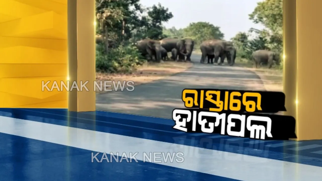  କରଞ୍ଜିଆରେ ମାତିଲେ ହାତୀପଲ: ରାସ୍ତା ଓ ବିଲରେ ଚଳାଇଛନ୍ତି ଉତ୍ପାତ, ଜମିରେ ପଶି ନଷ୍ଟ କରୁଛନ୍ତି ଧାନ