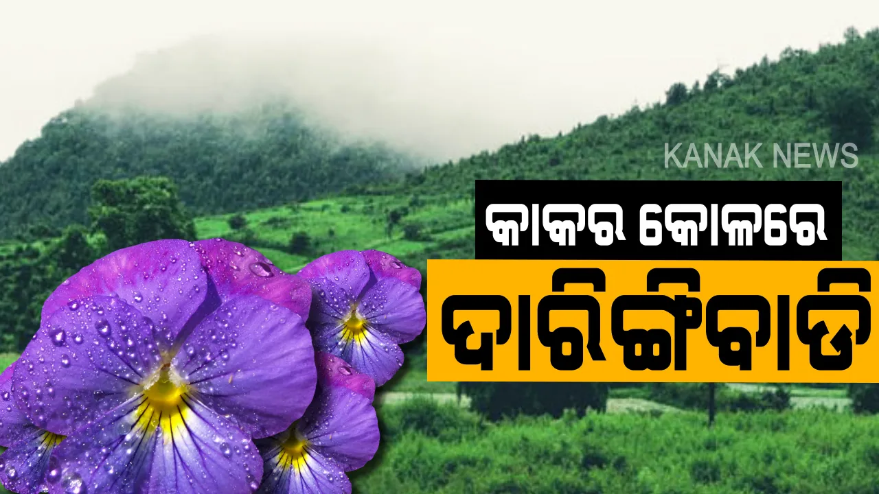  ସକାଳର କୁହୁଡି ଘେରା ପରିବେଶରେ ଘାସ ଉପରେ ଟୋପା ଟୋପା କାକର ବିନ୍ଦୁ