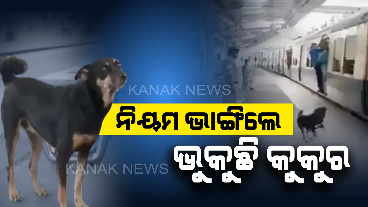  ଚର୍ଚ୍ଚାରେ ଚେନ୍ନାଇ କୁକୁର ! ନିୟମ ଭାଙ୍ଗିଲେ ଭୁକୁଛି, ଲୋକଙ୍କୁ ସଚେତନ କରାଉଛି । ପଶୁଟିଏ ହୋଇ ମଧ୍ୟ ସମାଜକୁ ନୀତିନିୟମ ଶିଖାଇ ଦେଉଛି ।