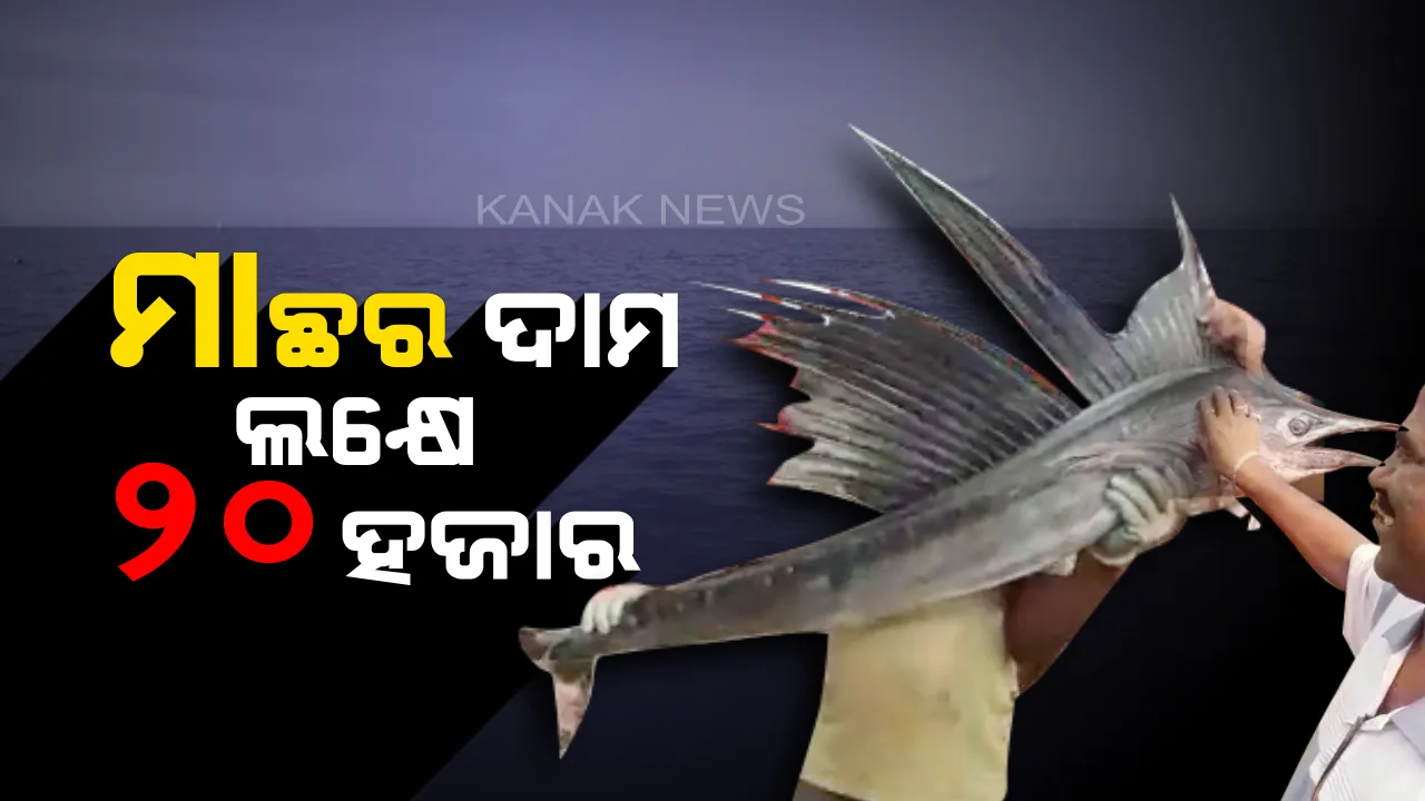  କେନ୍ଦ୍ରାପଡା ସମୁଦ୍ରରୁ ଧରାପଡିଲା ବିରଳ ପ୍ରଜାତିର ମାଛ ମୟୁର । ଦର କିଲୋପିଛା ପ୍ରାୟ ୧୦ ହଜାର ଟଙ୍କା । ଔଷଧ ପାଇଁ କରାଯାଏ ବ୍ୟବହାର