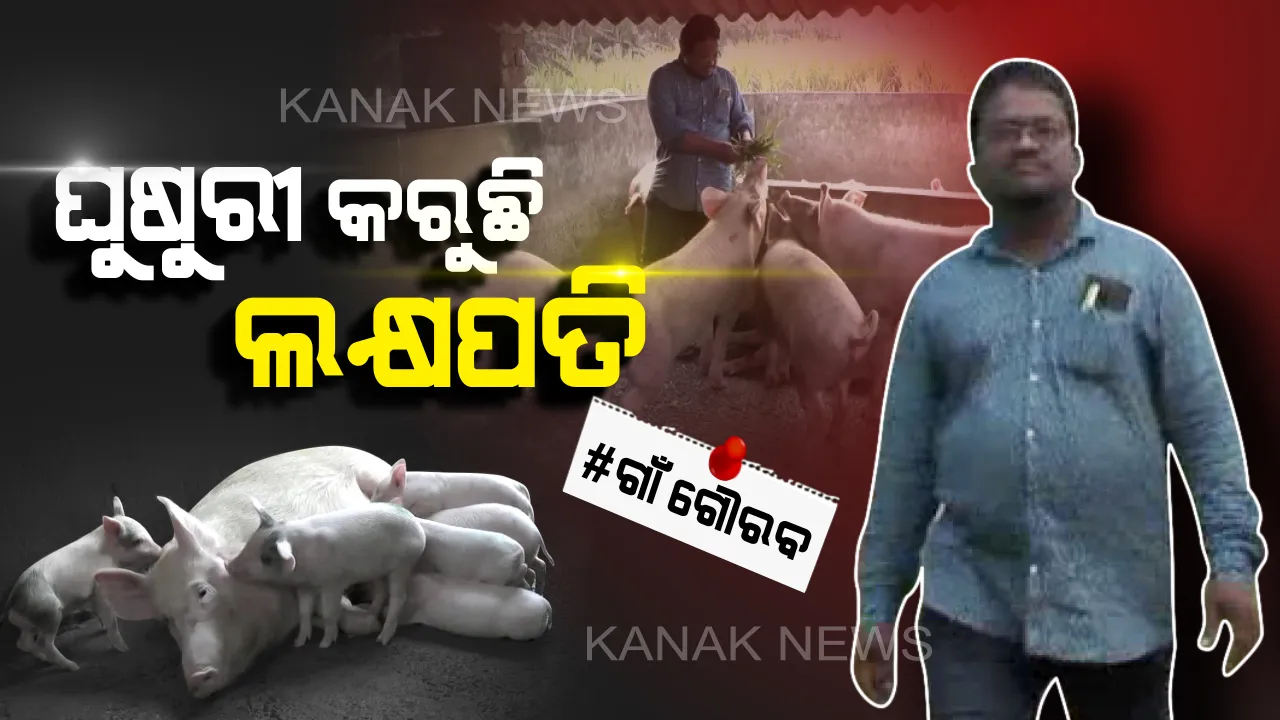  ଧନ ବର୍ଷା କରିବ ଧଳା ଘୁଷୁରୀ: ବର୍ଷକରେ ମାଲାମାଲ୍ ହୋଇଯିବେ ଚାଷୀ, ନିଆଳି ଯୁବକଙ୍କ ଚାଷର ନୂଆ ଫଣ୍ଡା ।