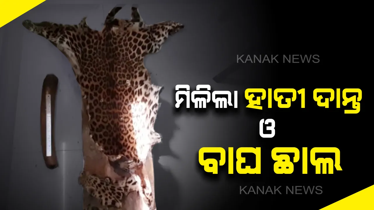  ଭବାନୀପାଟଣାରୁ ହାତୀ ଦାନ୍ତ ଓ ବାଘ ଛାଲ ଜବତ । ବେପାରୀ ବେଶରେ ଯାଇ ୩ ଜଣଙ୍କୁ ଗିରଫ କଲା ଏସଟିଏଫ