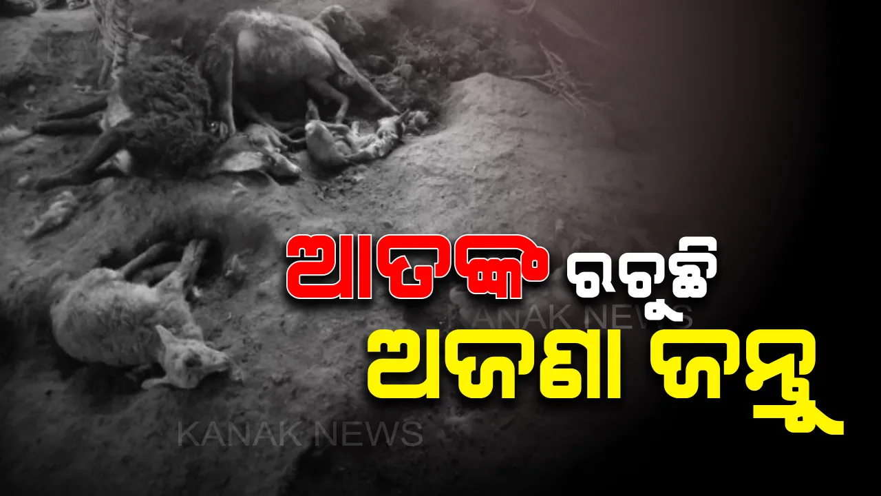  ମେଣ୍ଢା ମାରିଲା କିଏ ? ସୁବର୍ଣ୍ଣପୁରରେ ଅଜଣା ଜନ୍ତୁ ଆତଙ୍କ । ଗୁହାଳରେ ପଶିଲା, ୨୫ ମେଣ୍ଢା ମାରିଲା