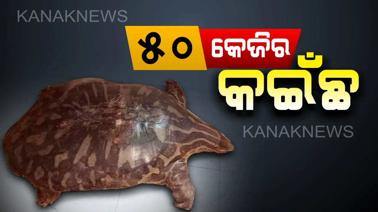  ବନିଶୀ କଣ୍ଟାରେ ଲାଗିଲା ୫୦ କେଜିର ବିରଳ କଇଁଛ । ଅପରେସନ ପାଇଁ ଓୟୁଏଟିକୁ ଆଣିଲା ବନବିଭାଗ ।