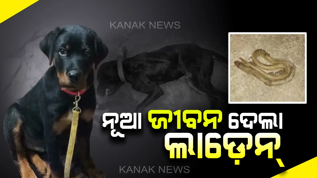  ମାଲିକ ପାଇଁ ଜୀବନ ଦେଲା ଲାଡ଼େନ୍ : ନାଗ ସାପକୁ ମାରି ଦୁଇ ଶିଶୁକୁ ବଞ୍ଚାଇଲା ପୋଷା କୁକୁର