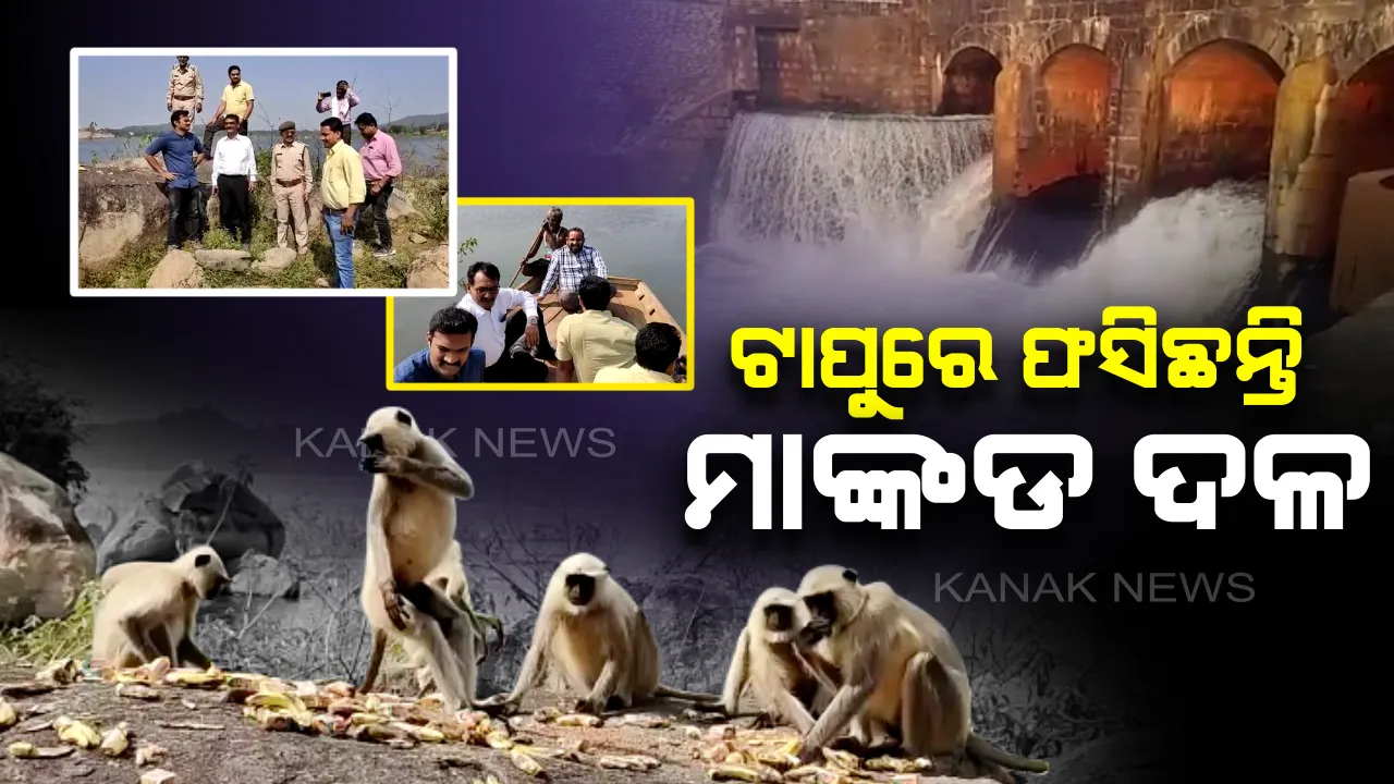  ଖାଦ୍ୟ ଅନ୍ୱେଷଣରେ ଯାଇ ପାହାଡ଼ରେ ଫସିଗଲେ ମାଙ୍କଡ଼ ଦଳ : ତିନି ମାସ ହେଲା ବିନା ଖାଦ୍ୟରେ ରହିଛନ୍ତି ଶହ ଶହ ମାଙ୍କଡ଼, ବନ ବିଭାଗ ପକ୍ଷରୁ ଉଦ୍ଧାର ଅଭିଯାନ ଆରମ୍ଭ