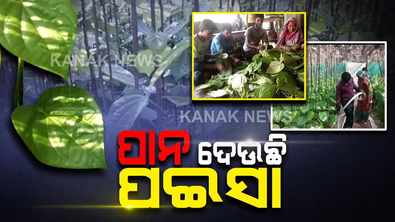  ରାଜ୍ୟ ବାହାରେ ରାଜ୍ କରୁଛି ବାଲେଶ୍ୱର ପାନ : ବିହାର, ଝାରଖଣ୍ଡ, ଦିଲ୍ଲୀ, ମୁମ୍ବାଇ ଓ ଗୁଜୁରାଟରେ ବଢୁଛି ବାଲିଆପାଳ ପାନର ଚାହିଦା, ଲାଭ ପାଉଛନ୍ତି ବ୍ୟବସାୟୀ କ୍ଷତି ସହୁଛନ୍ତି ଚାଷୀ