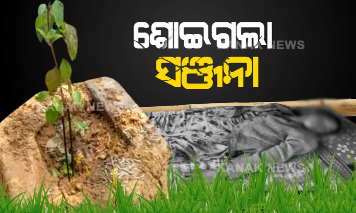  କାମ ଦେଲାନି ଗୁଣି ଗାରେଡି: ଅନ୍ଧବିଶ୍ୱାସ ଆଗରେ ଅନ୍ଧାର ହୋଇଗଲା ବାପାମାଆଙ୍କ ଆଶା । ତୁଳସୀ ଗଛ ବଞ୍ଚିଲା ହେଲେ ବଞ୍ଚିଲାନି କୁନି ଝିଅ ସଞ୍ଜନା