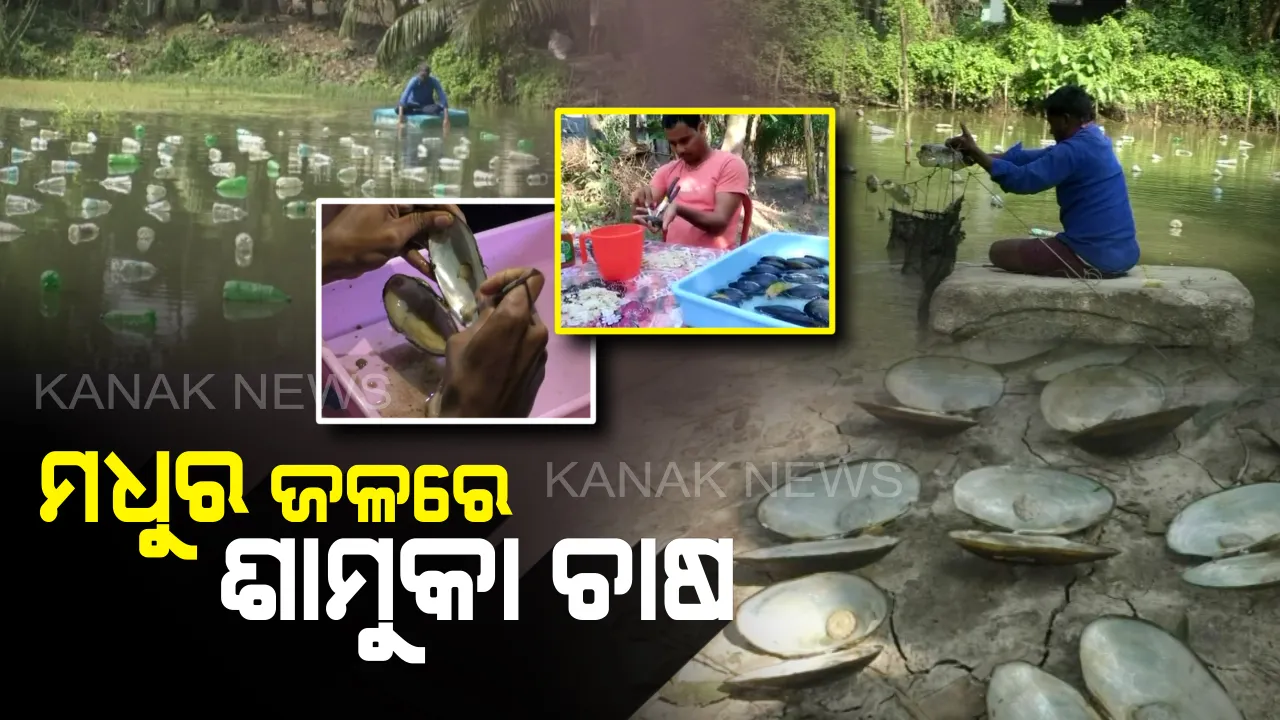  ମୁକ୍ତା ! ଗରିବଙ୍କ ପାଇଁ ସ୍ୱପ୍ନ, ଧନୀ ପାଇଁ ସାଧାରଣ । ଲୁଣି ପାଣି ନୁହେଁ ମଧୁର ଜଳରେ ଶାମୁକା ଚାଷ କରି ଉଦାହରଣ ସୃଷ୍ଟି କରିଛନ୍ତି ଓଡ଼ିଆ ପୁଅ ।