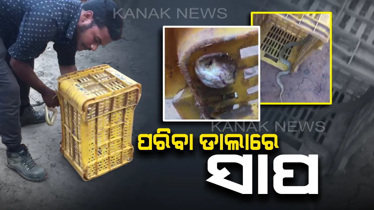  ପରିବା ଡାଲାରେ ସାପ : ଝାରପଡ଼ା ହାଟରେ ବ୍ୟବସାୟୀ କ୍ରେଟ୍ ସଜାଡିବା ବେଳେ ସାମ୍ନାକୁ ଆସିଲା ନାଗ, ସ୍ନେକ୍ ହେଲ୍ପ ଲାଇନ୍ ସହାୟତାରେ ଉଦ୍ଧାର ହେଲା ସାପ