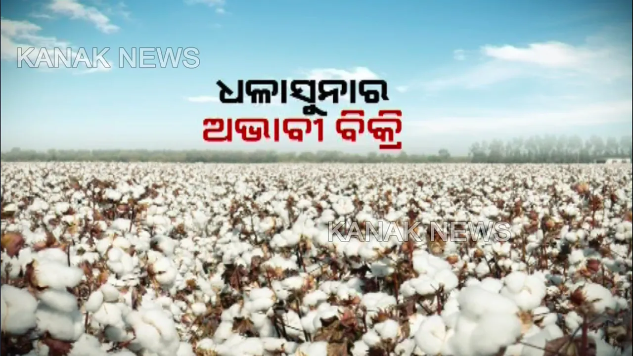  ଚାଷୀଙ୍କୁ କପାର ଅଭାବି ବିକ୍ରି କଷ୍ଟ! ମଣ୍ଡି ନଥିବାରୁ ଧଳା ସୁନା ଚାଷ କରୁଥିବା ଚାଷୀଙ୍କୁ ଦଲାଲ କରୁଛନ୍ତି ଶୋଷଣ, କେବେ ଚେତିବ ପ୍ରଶାସନ?