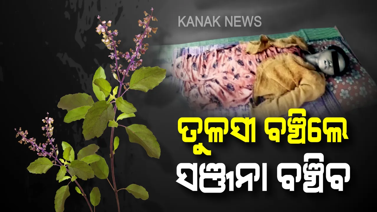 ତୁଳସୀ ଗଛରେ ସଞ୍ଜନା ଜୀବନ ! ଗୁଣିଆ କହିଛି, ଗଛ ବଞ୍ଚିଲେ ସଞ୍ଜନା ବଞ୍ଚିବ, ଗଛ ମରିଗଲେ ଜୀବନ ଦୀପ ଲିଭିଯିବ... କ୍ୟାନସର ପୀଡିତା ଝିଅକୁ ବଞ୍ଚାଇବାକୁ ବାପାମାଆଙ୍କ ପୂଜାପାଠ