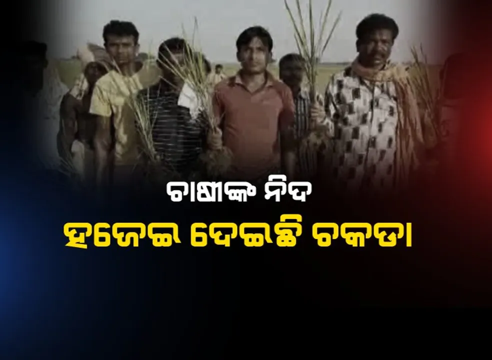  ଅମଳକୁ ଅପେକ୍ଷା କରିଥିବା ପାଚିଲା ଧାନ ରୋଗ-ପୋକ କବଳରେ : କାମ କରୁନି କୀଟନାଶକ, ଚିନ୍ତାରେ ଚାଷୀ