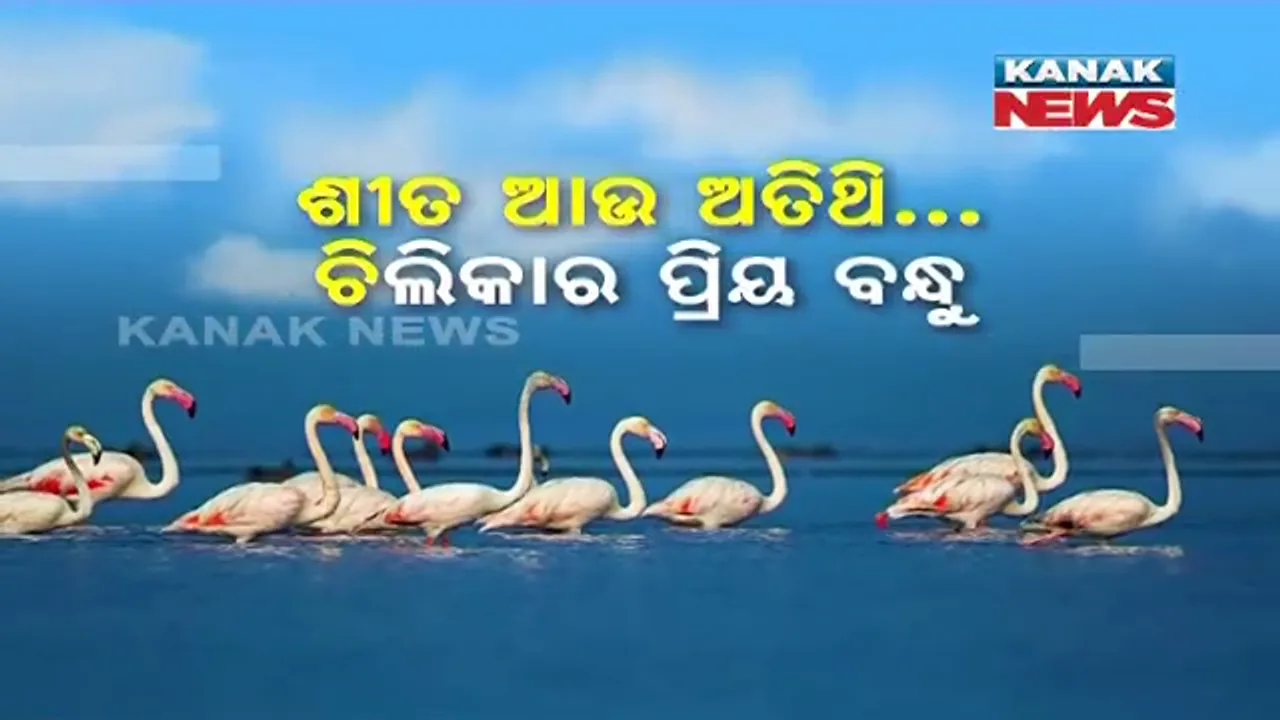 ଶୀତର ପହଲି ପରଶ : ଚିଲିକାରେ ବିଦେଶାଗତ ପକ୍ଷୀ, ପକ୍ଷୀଙ୍କ ସୁରକ୍ଷା ଉପରେ ଗୁରୁତ୍ୱ