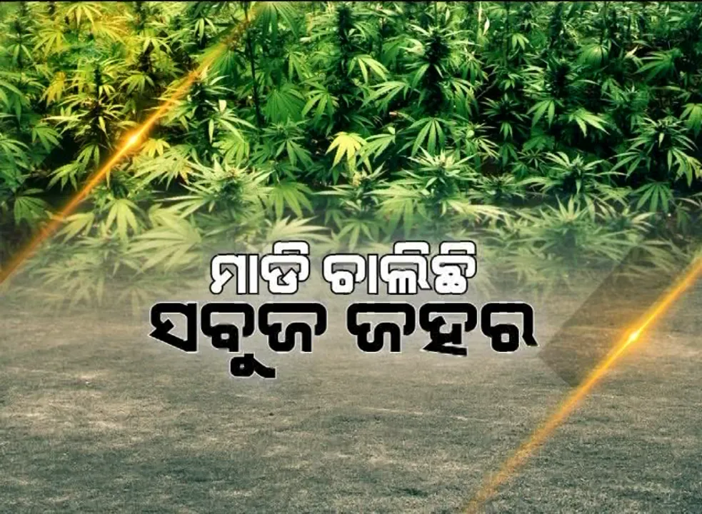  ସରକାରୀ ଜାଗାରେ ସବୁଜ ଜହର । ଆଖି ବୁଜି ଦେଇଛି ପ୍ରଶାସନ, ମାଲାମାଲ ହେଉଛନ୍ତି ମାଫିଆ ।