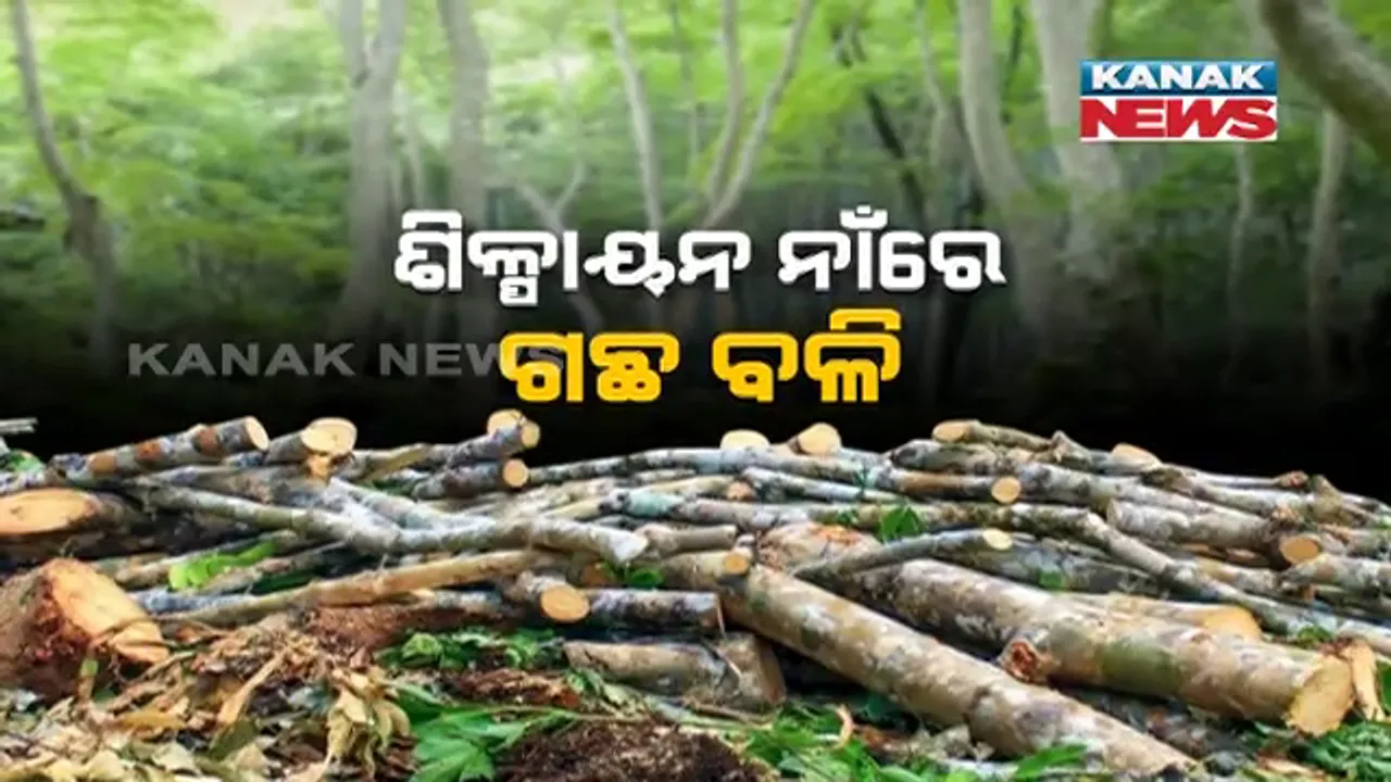  ଶିଳ୍ପାୟନ ନାଁରେ ବେଧଡକ ଚାଲିଛି ଗଛ କଟା । ମାଟିରେ ପଡିଛି ଶାଳ, ଶାଗୁଆନ ପରି ମୂଲ୍ୟବାନ ଗଛ, ଜଙ୍ଗଲରୁ ଗଛ କାଟି ପଦା କରିଦେଉଛି ଠିକା କମ୍ପାନୀ ।