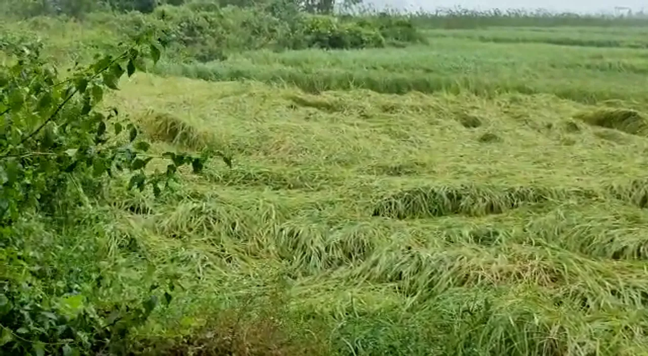  ବାତ୍ୟା ପ୍ରଭାବରେ ନଷ୍ଟ ହେଲା ଫସଲ : ୬ ଲକ୍ଷ ହେକ୍ଟର ଚାଷ ଜମିରୁ ୪୦ ପ୍ରତିଶତ କ୍ଷୟକ୍ଷତି ନେଇ ସୂଚନା, ଚିନ୍ତାରେ ଚାଷୀକୂଳ