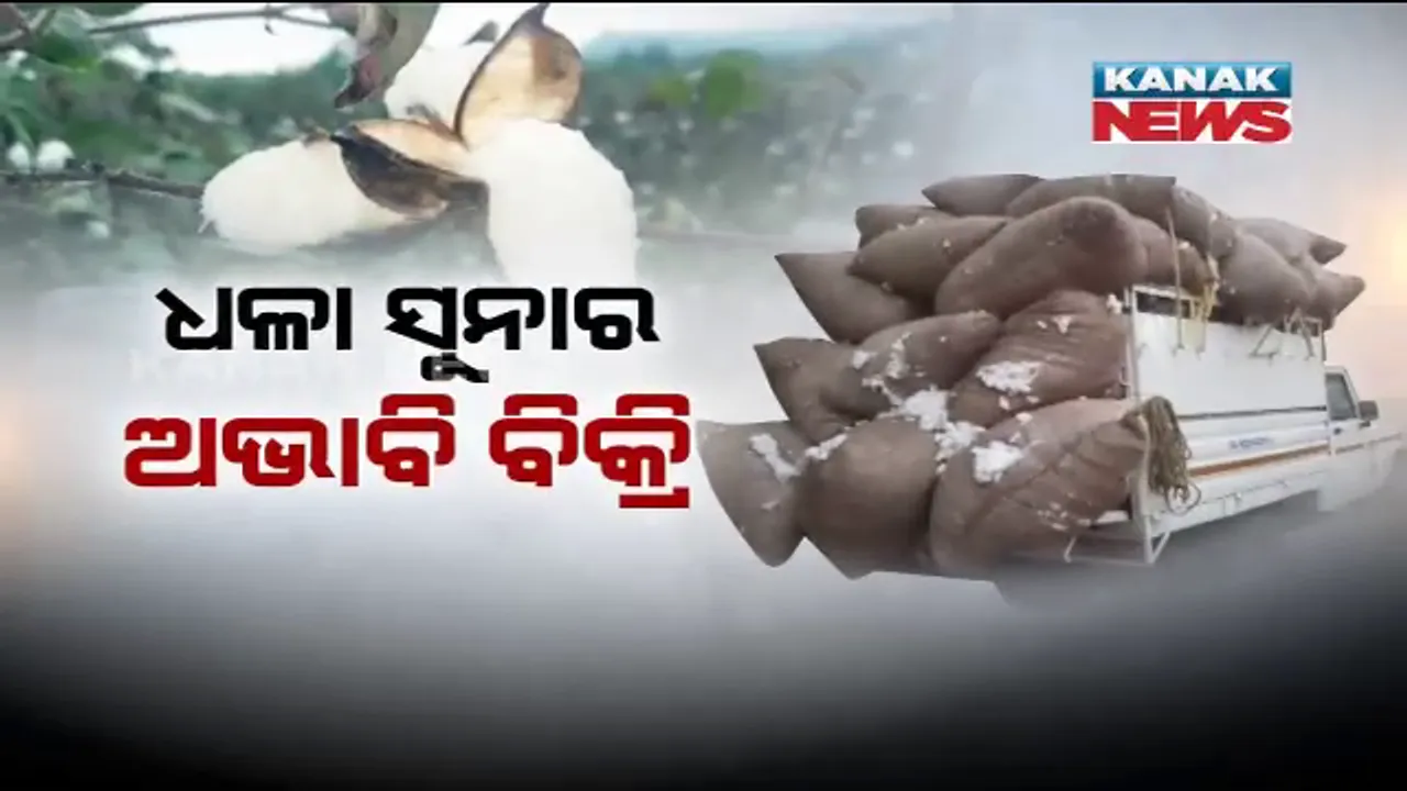  କଲବଲ ହେଉଛନ୍ତି କପା ଚାଷୀ: ବିଳମ୍ବିତ ମଣ୍ଡି ଯୋଗୁଁ ବିକ୍ରି ହୋଇପାରୁନି କପା । ବିକ୍ରି ନହେବାରୁ ଗାଡି ଭଡା କରି କପା ବୋହି ଫେରୁଛନ୍ତି ଚାଷୀ ।