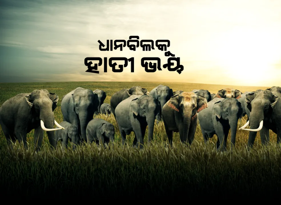  ଧାନବିଲକୁ ହାତୀ ଭୟ । କେନ୍ଦୁଝରରେ ପାଚିଲା ଧାନ କ୍ଷେତରେ ହାତୀପଲଙ୍କ ଉତ୍ପାତ । ଫସଲ ନଷ୍ଟ ଭୟରେ ତରତର ହୋଇ କାଦୁଅ ବିଲରୁ ଧାନ କାଟି ଆଣୁଛି ଚାଷୀ