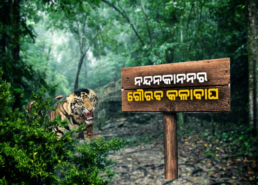  ନନ୍ଦନକାନନର ୬୦ ବର୍ଷ ପୂର୍ତ୍ତି ଅବସରରେ ସାମ୍ନାକୁ ଆସିଲେ ବିରଳ କଳାବାଘ