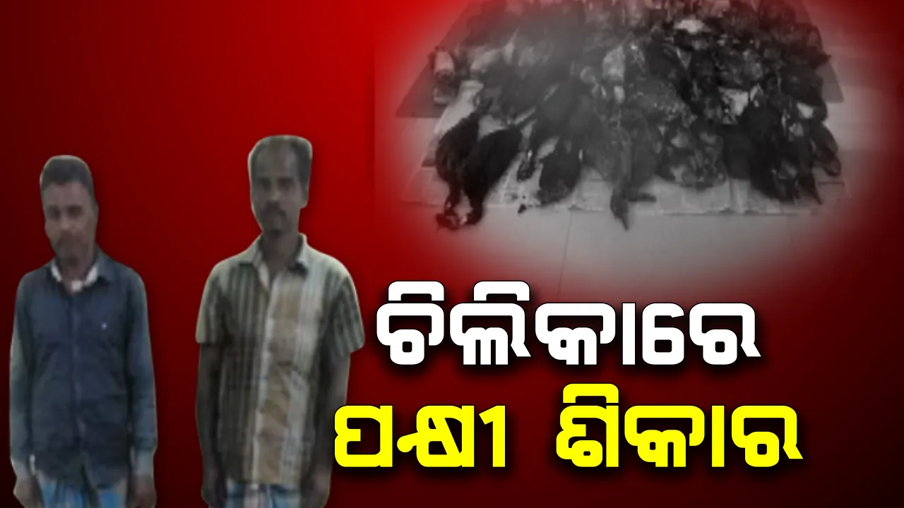  କଟକଣା ସତ୍ୱେ ଚିଲିକାରେ ଚାଲିଛି ବେଧଡ଼କ ପକ୍ଷୀ ଶିକାର । ବିଭିନ୍ନ ଅଞ୍ଚଳରେ ଖୋର୍ଦ୍ଧା ଟାଙ୍ଗୀ ବନ୍ୟପ୍ରାଣୀ ବିଭାଗର ଚଢ଼ାଉ । ୫୭ଟି ମୃତ ବିଦେଶୀ ପକ୍ଷୀ ଜବତ, ୨ ଶିକାରୀ ଗିରଫ