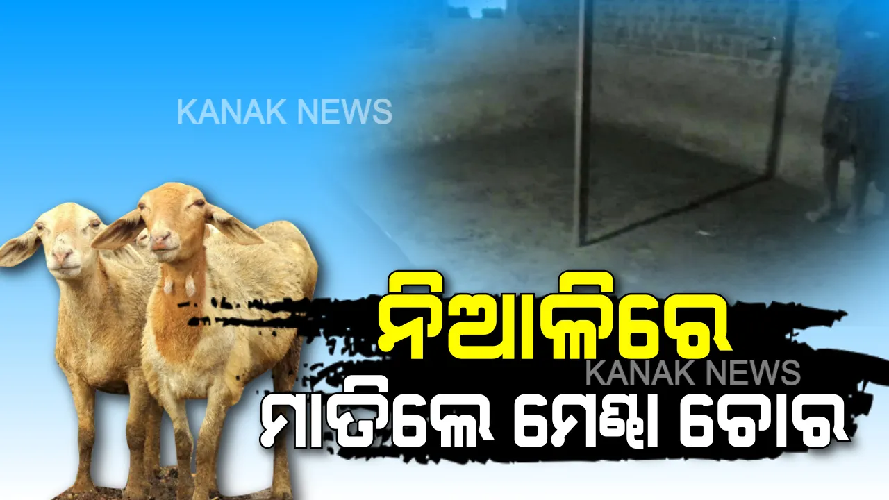  ନିଆଳି ଛାତିରେ ପୁଣି ଭୟ: ମାତିଛନ୍ତି ମେଣ୍ଢା ଚୋର, ମେଣ୍ଢାଙ୍କ ମୁହଁରେ ବ୍ଲାକଟେପ ଗୋଡାଇ ଖାଲି କରୁଛନ୍ତି ଗୁହାଳ ଘର...