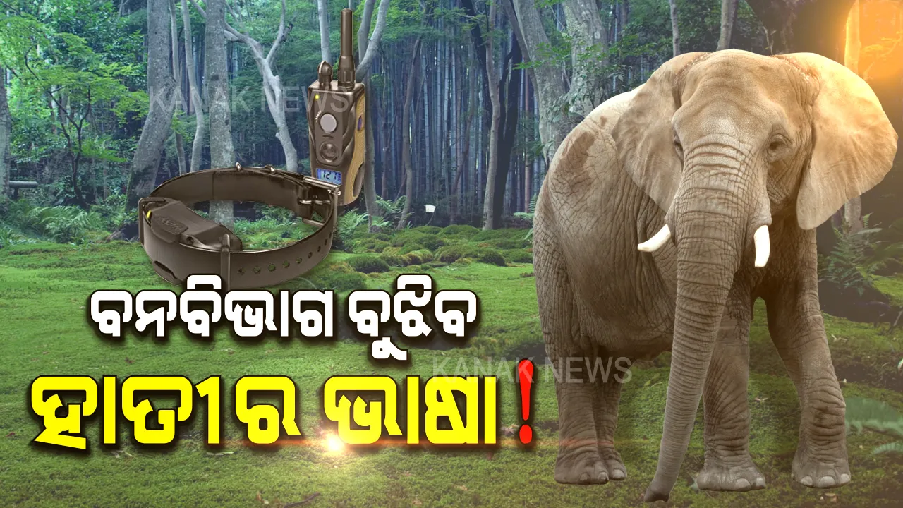 ରେଡିଓ କଲାର ରୋକିବ ହାତୀ-ମଣିଷ ଯୁଦ୍ଧ: ଦୁର୍ଦ୍ଦାନ୍ତ ହାତୀଙ୍କ ଗତିବିଧି ସହ ସେମାନଙ୍କ ଭାଷା ବୁଝିବାକୁ ବେକରେ ଲାଗିବ ସ୍ୱତନ୍ତ୍ର ଯନ୍ତ୍ର
