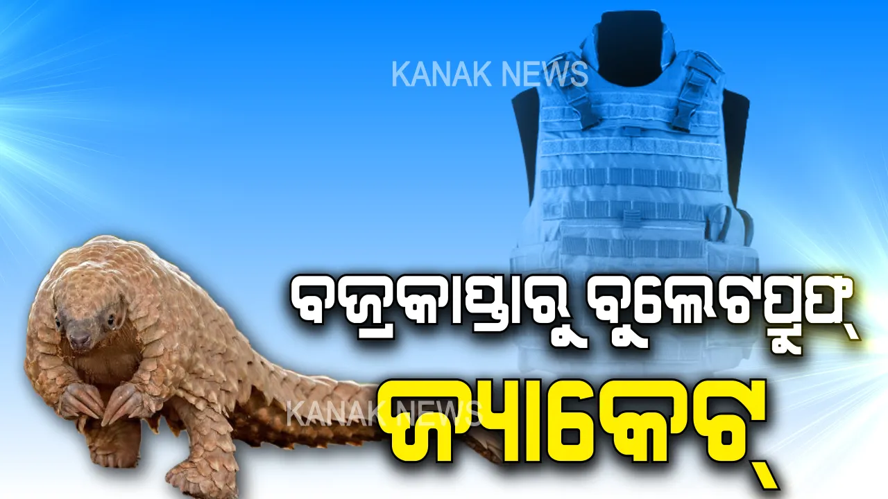  ବଣରୁ ବିଦେଶକୁ ଲମ୍ବିଛି ବଜ୍ରକାପ୍ତା ଚୋରା ଚାଲାଣର ଚେର: ୧୦ କେଜିଆ ବଜ୍ରକାପ୍ତା ପାଇଁ ମିଳୁଛି ୧୦ ଲକ୍ଷ । ସୋସିଆଲ ମିଡିଆରେ ହେଉଛି ଡିଲ୍