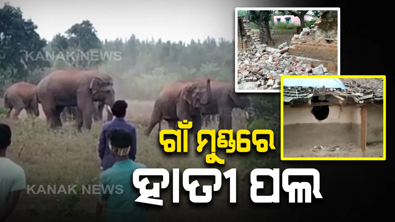  ସୁନ୍ଦରଗଡରେ ମାତିଛନ୍ତି ହାତୀପଲ । ଜଙ୍ଗଲ ଛାଡି ମୁହାଁଇଛନ୍ତି ଗାଁ : କୁତ୍ରା ଓ ବଡଗାଁ ଅଂଚଳରେ ୫୦ ହାତୀଙ୍କ ଉପଦ୍ରବ