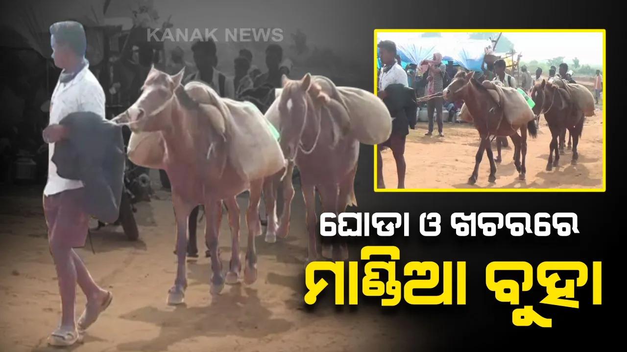  ସ୍ୱାଭିମାନ ଅଞ୍ଚଳର ବାସ୍ତବ ଚିତ୍ର : ରାସ୍ତାଘାଟ ନଥିବା ଯୋଗୁଁ ମଣ୍ଡିକୁ ଆସିବାକୁ ହୀନସ୍ତା ହେଲେ ଚାଷୀ, ଘୋଡା ଓ ଖଚରରେ ବୋହିଲେ ମାଣ୍ଡିଆ