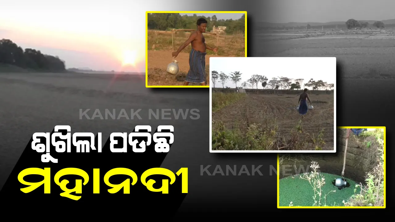  ବାଙ୍କୀରେ ଶୁଖିଲା ପଡିଛି ମହାନଦୀ : ପରିବା ଚାଷୀ ପ୍ରଭାବିତ, ପାଣି ଅଭାବରୁ ଟାଙ୍ଗରା ପଡିଛି ନଈପଠା