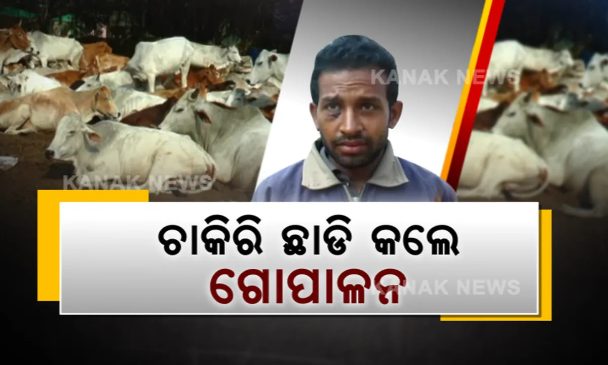  ଖାସ୍ ଗାଈଗୋରୁଙ୍କ ସେବା ପାଇଁ । ଭଲ ଦରମାର ଚାକିରି ଛାଡିଲେ ଯୁବ ଇଞ୍ଜିନିୟର ଶିବ, କହିଲେ, ଅର୍ଥ ନ ମିଳିଲେ ବି ମିଳୁଛି ଆତ୍ମସନ୍ତୁଷ୍ଟି । 
