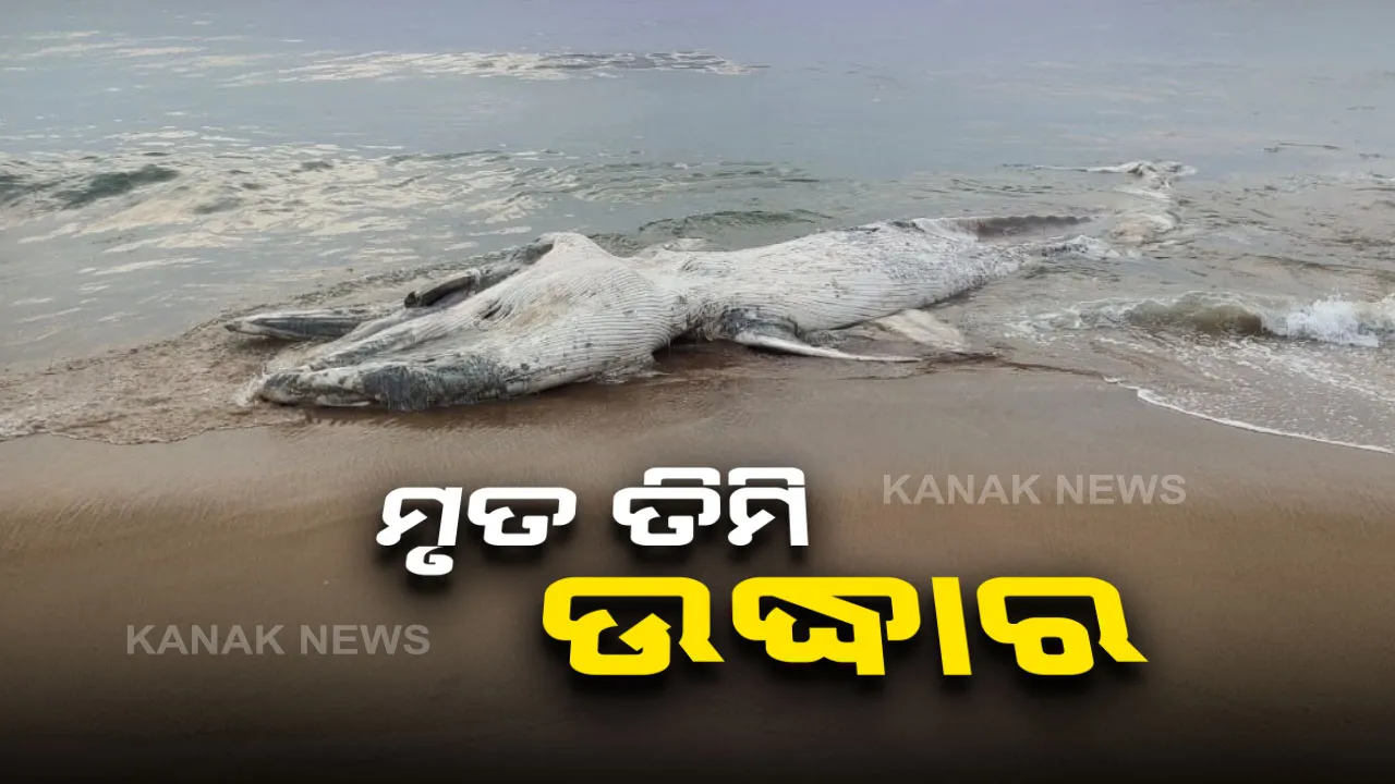  ବଟେଶ୍ବର ବେଳାଭୂମିରେ ଲାଗିଲା ୩୦ ଫୁଟ ଲମ୍ବର ମୃତ ତିମି: ପୋଷ୍ଟମର୍ଟମ ପରେ ଜଣାପଡିବ ମୃତ୍ୟୁର କାରଣ