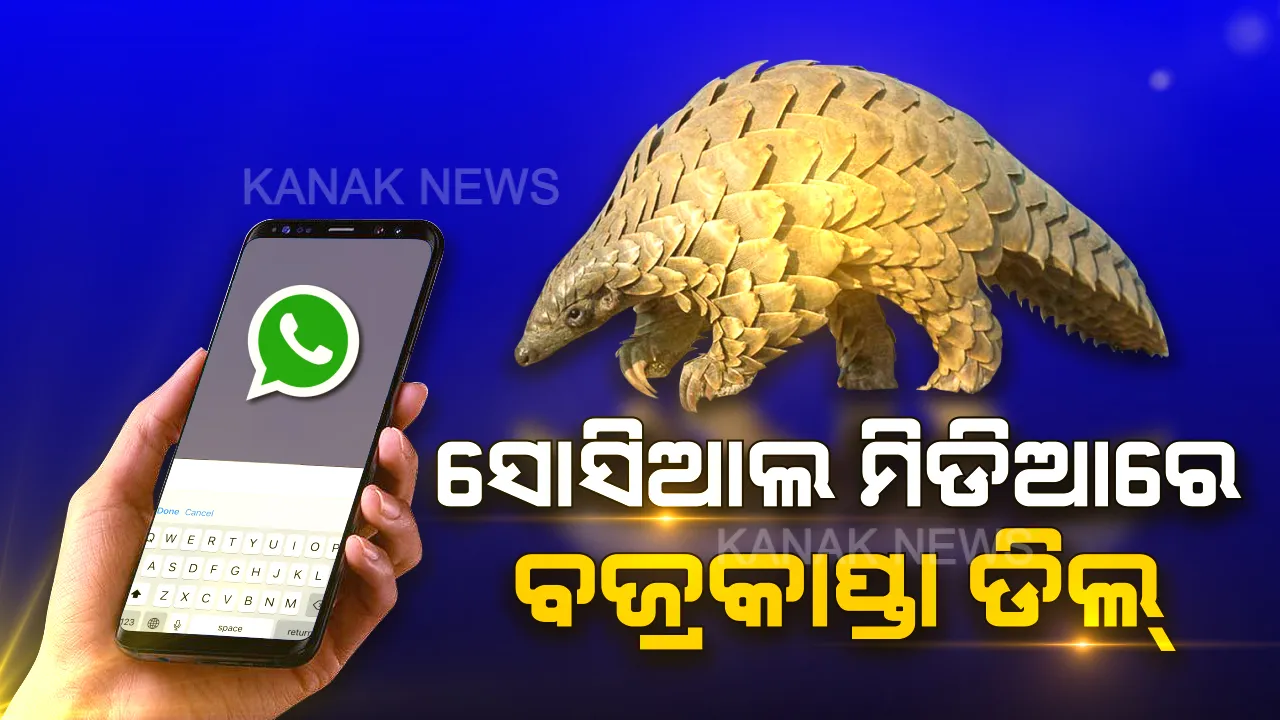  ବିରଳ ବଜ୍ରକାପ୍ତାର ବିଦେଶୀ ଡିଲ୍ । କିଲୋ ପିଛା ଲକ୍ଷେ ଟଙ୍କାରେ ହେଉଛି ବିକ୍ରି, କ୍ୟାନସର ରୋଗ ଓ ବୁଲେଟ ପ୍ରୁଫ୍ ଜ୍ୟାକେଟ ପାଇଁ ଖୋଜାପଡୁଛି ବଜ୍ରକାପ୍ତାର ଚମଡା ।
