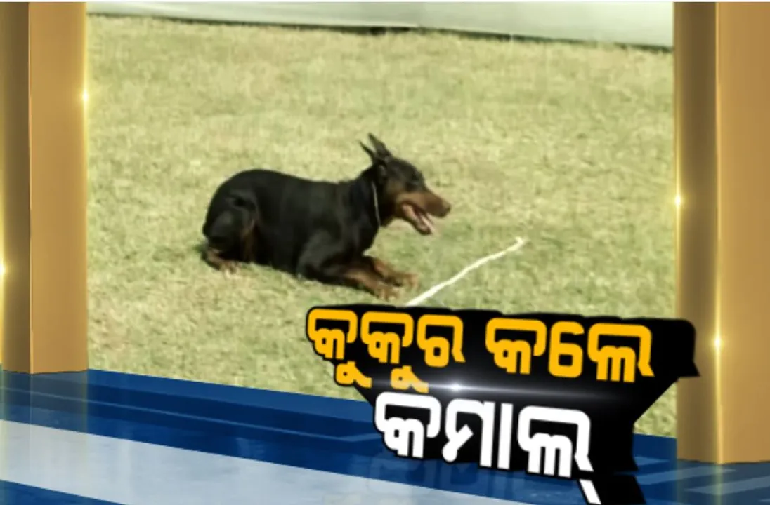  କମାଲ୍ କଲେ କୁକୁର! ରାଜଧାନୀରେ ଜାତୀୟ ସ୍ତରୀୟ ଡଗ୍ ଶୋ’...ପ୍ରଥମ ଦିନରେ ଭାଗନେଲେ ୧୨୧ ପ୍ରଜାତିର କୁକୁର, ଭଳିକି ଭଳି କୌଶଳ ଦେଖାଇ ମନ ଜିଣିଲେ