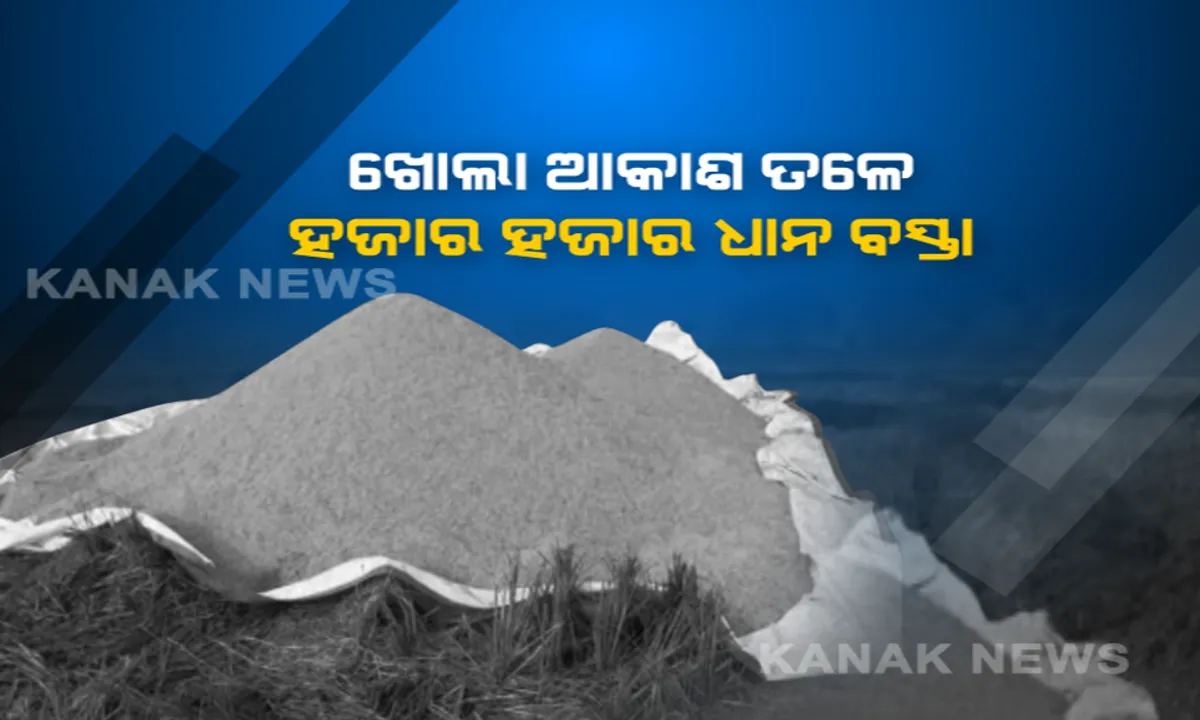  ସରୁନି ମଣ୍ଡି ସମସ୍ୟା, ବଢୁଛି ଚାଷୀଙ୍କ ଚିନ୍ତା: କୋକସରାରେ ଧାନ ଉଠାଣରେ ମନ୍ଥରତା; ପଦ୍ମପୁରର ମଣ୍ଡିରେ ଶୀତକାକରରେ ପଡିଛି ୨୫ ହଜାର ଧାନ ବସ୍ତା
