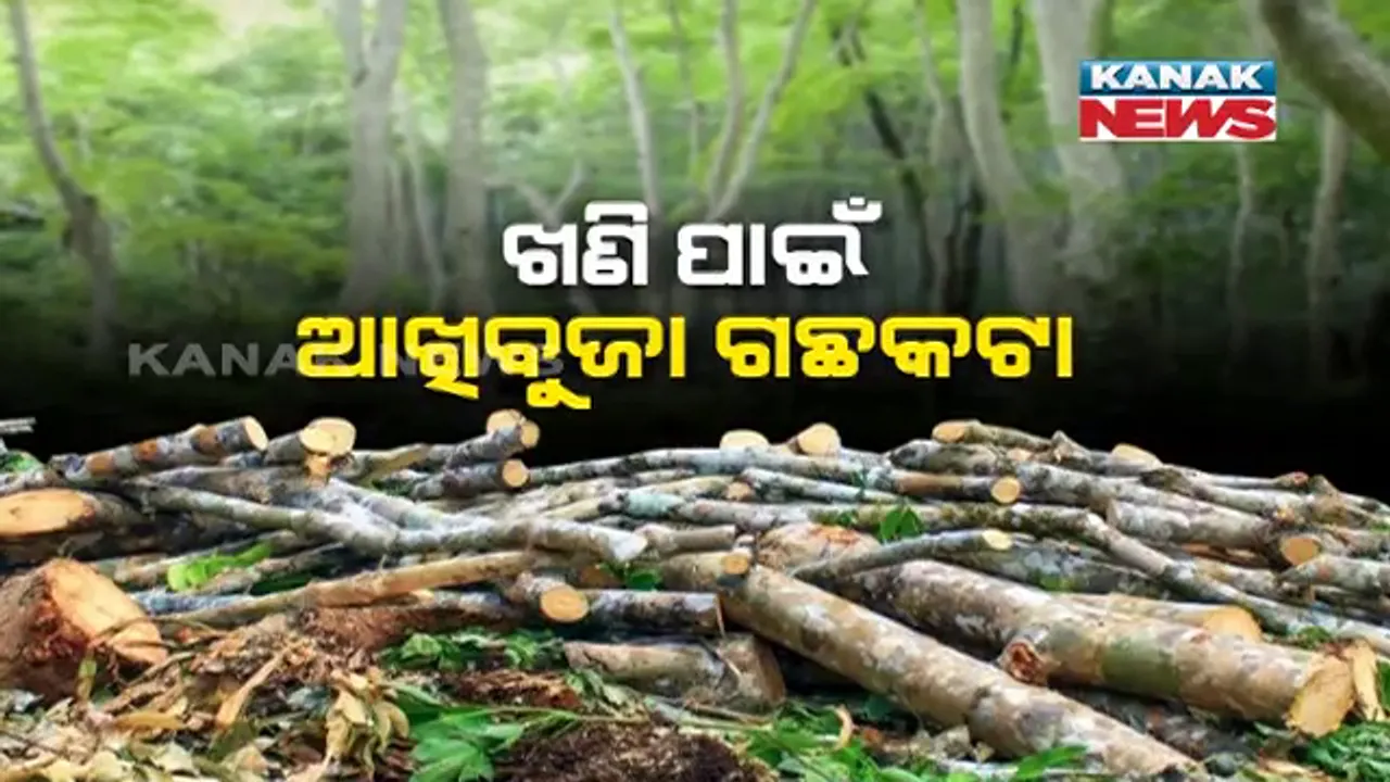  ଖଣି ପାଇଁ ବଳି ପଡ଼ିଲା ହଜାର ହଜାର ଗଛ । ବେଧଡକ୍ ଗଛ କାଟି ଚାଲିଛି ଏନଏଲସି କମ୍ପାନୀ, ବନୀକରଣ ପୂର୍ବରୁ ଗଛ କାଟିବାକୁ କଂପାନୀକୁ କିପରି ମିଳିଲା ଅନୁମତି ।