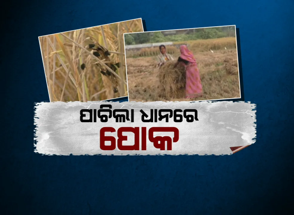  ଅମଳ ଅପେକ୍ଷା ଧାନରେ ଲାଗିଛି ପୋକ  : ଜଗତସିଂହପୁର ଜିଲ୍ଲାର ବିଭିନ୍ନ ବ୍ଲକରେ ଧାନ କେଣ୍ଡାରେ ଲାଗିଛି ସାଆର ପୋକ, ଅମଳ କମିବା ଆଶଙ୍କାରେ ଚାଷୀ