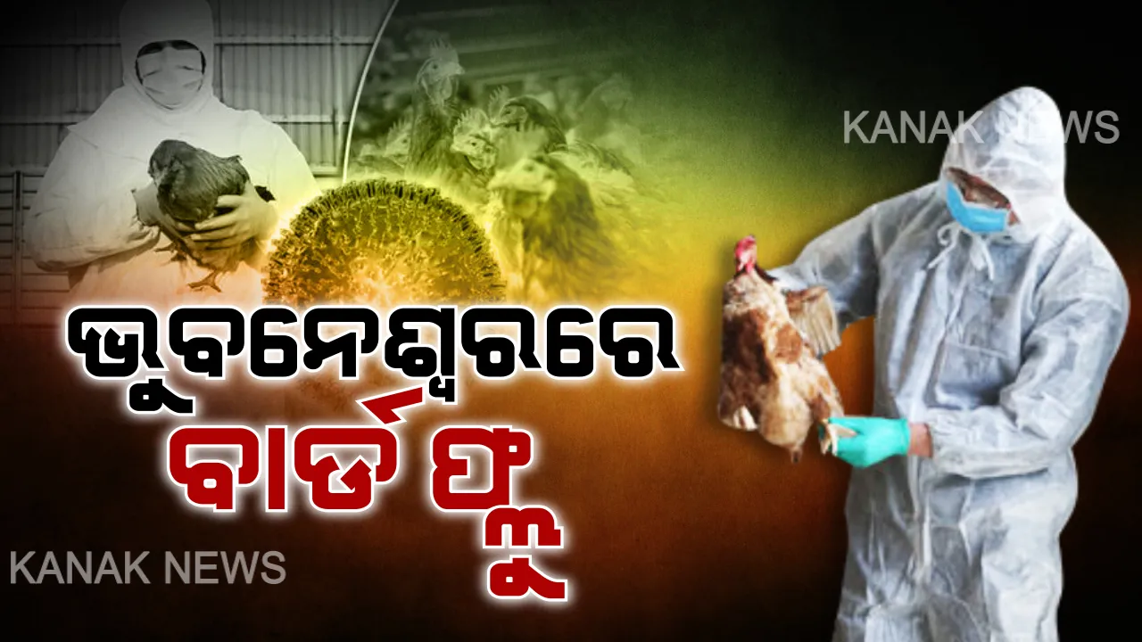  ଓଡିଶାକୁ ପୁଣି ଫେରିଲା ବାର୍ଡ ଫ୍ଲୁ । ଭୁବନେଶ୍ୱର ଓୟୁଏଟି ପରିସରରେ ହେଲା ଚିହ୍ନଟ, ଆସନ୍ତାକାଲି ଠାରୁ କୁକୁଡା ମରା ଅଭିଯାନ ଆରମ୍ଭ ।
