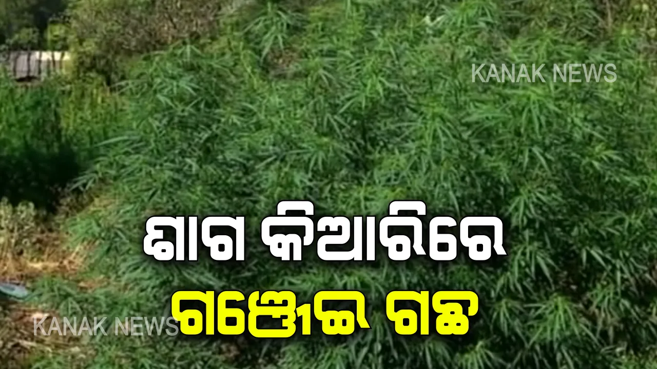  ପରିବା ବଗିଚା ଜାଗାରେ ଗଂଜେଇ ଚାଷ । ସବୁଜ ଜହରକୁ ବେଆଇନ ଜାଣି ବି ଘରେ ଘରେ ହେଉଛି ସବୁଜ ଜହର ଚାଷ, ପ୍ରଶାସନ କଟକଣାର ଫାଇଦା ନେଉଛନ୍ତିି ଦଲାଲ ।