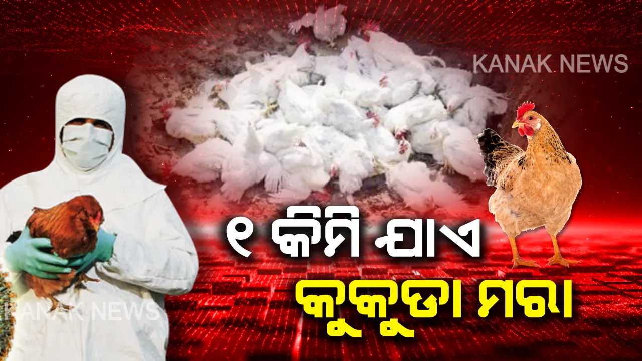  କାଲି ଠାରୁ ମରାଯିବ କୁକୁଡା । ଗଠନ ହେଲା ୧୨ଟି ଟିମ । ବାର୍ଡ ଫ୍ଲୁର କେନ୍ଦ୍ରସ୍ଥଳ ଓୟୁଏଟି ଠାରୁ ୧ କିଲୋମିଟର ବ୍ୟାସାର୍ଦ୍ଧ ଭିତରେ କୁକୁଡା ମରା ଅଭିଯାନ