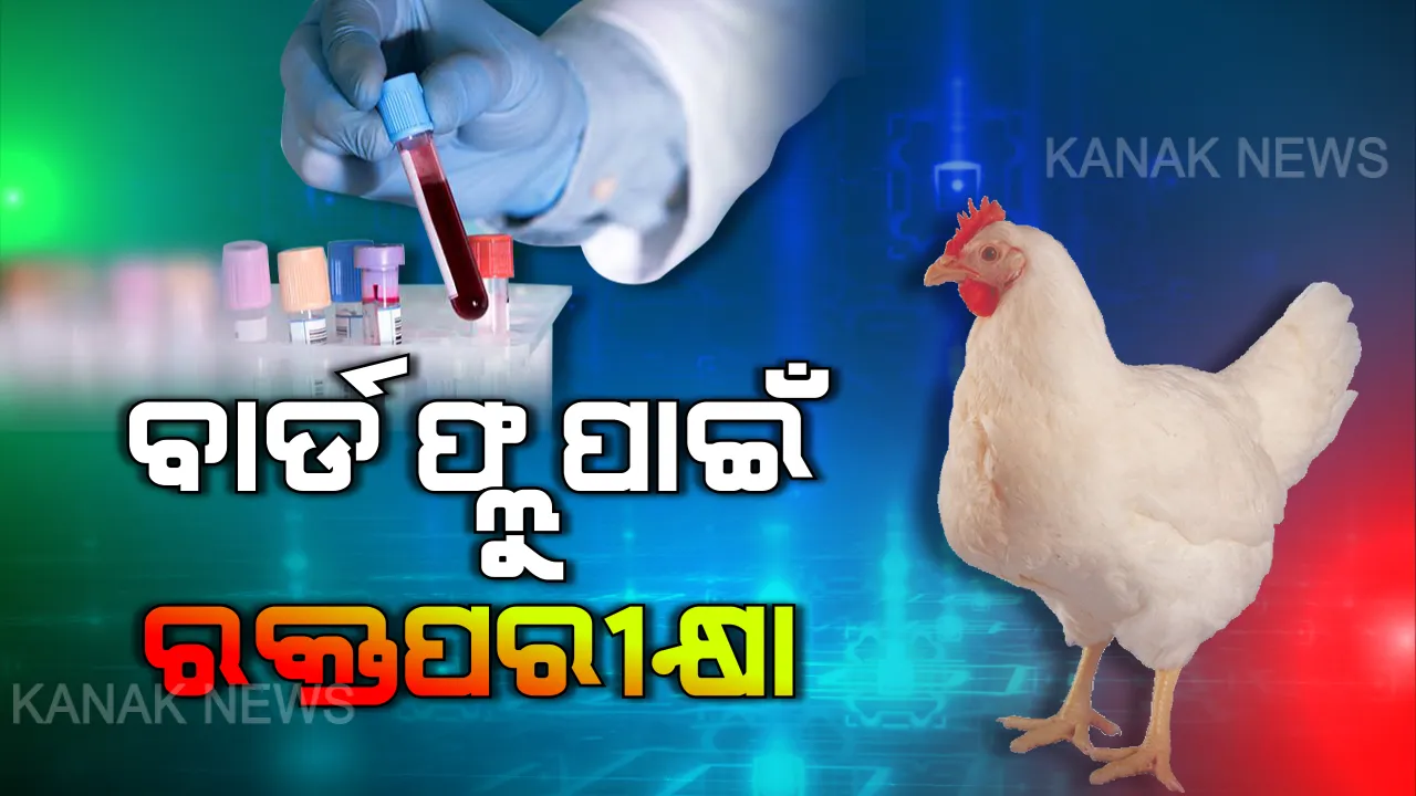  ବ୍ୟାପୁଛିକି ବାର୍ଡ ଫ୍ଲୁ !! କୋଇଡାରେ କାଉ ଓ କୁକୁଡା ମରି ପଡିବା ପରେ ସ୍ଥାନୀୟ ଲୋକେ ଆତଙ୍କିତ