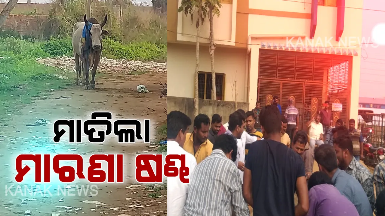  ରାଜଧାନୀରେ ଷଣ୍ଢ ଆତଙ୍କ : ଫୁଲ ତୋଲିବାକୁ ଯାଇଥିବା ବେଳେ ମାରଣା ଷଣ୍ଢ ଆକ୍ରମଣରେ ମହିଳା ମୃତ