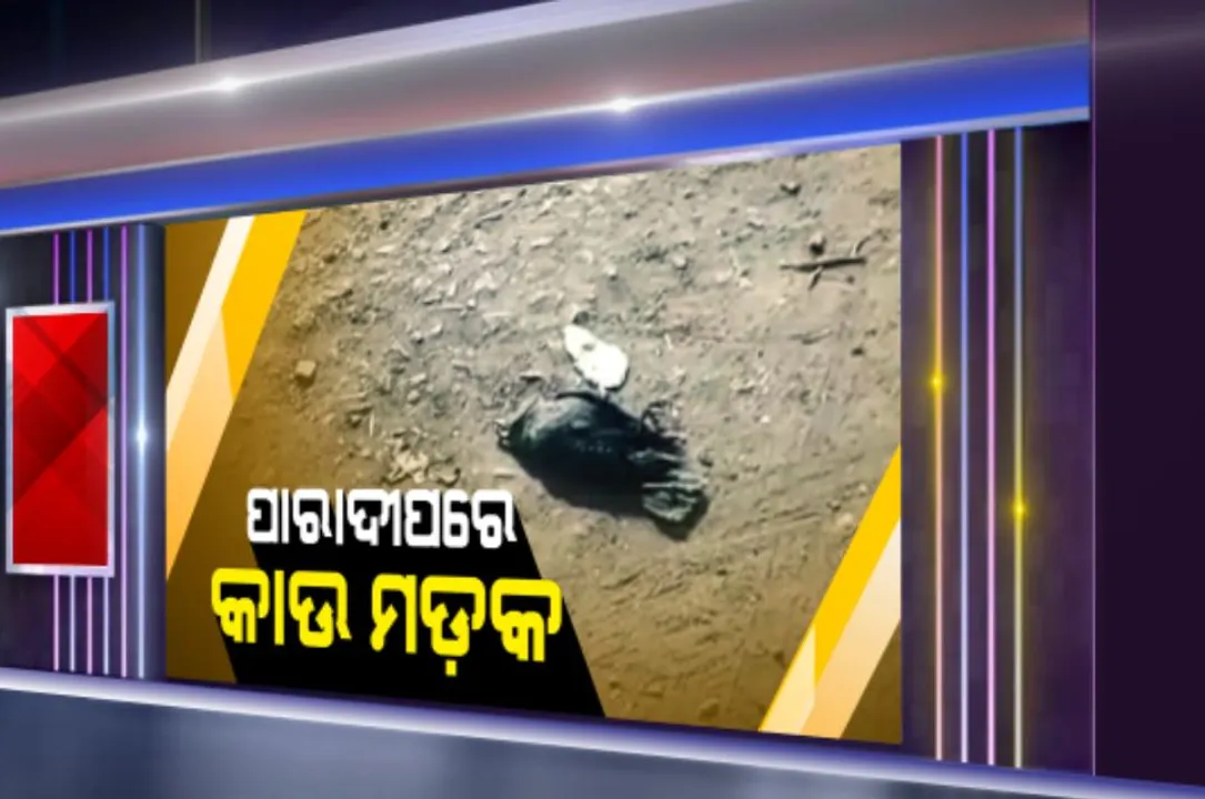  ପାରାଦୀପରେ କାଉମଡକ । ସହରର ବିଭିନ୍ନ ସ୍ଥାନରେ ମରିପଡିଛନ୍ତି ଅନେକ କାଉ