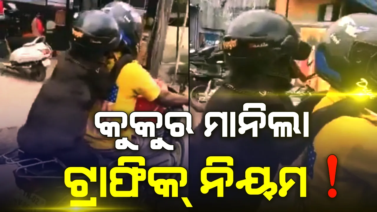  କୁକୁର ଶିଖାଇଲା ଟ୍ରାଫିକ୍ ନିୟମ ! ବାଇକରେ ବସି ଗଲାବେଳେ ପିନ୍ଧିଲା ହେଲମେଟ୍, ବେପରୁଆ ଗାଡିଚାଳକଙ୍କୁ ଦେଲା ସଚେତନତାର ବାର୍ତ୍ତା ।