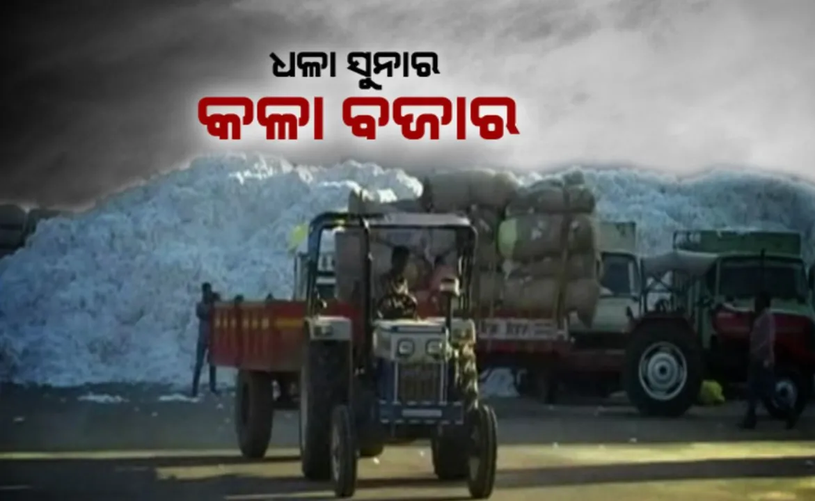  ଜାଲ୍ କାଗଜପତ୍ରରେ ବଡ଼ ଧରଣର ଜାଲିଆତି। ଚାଷୀଙ୍କ ନାଁ ଜାଲିଆତି କରି କପା ବିକୁଛି ଅସାଧୁ ବ୍ୟବସାୟୀ। ଆରଏମସି କର୍ମଚାରୀଙ୍କୁ ହାତ କରି ହେଉଛନ୍ତି ମାଲାମାଲ। ହତାଶ ହେଉଛନ୍ତି କପା ଚାଷୀ।