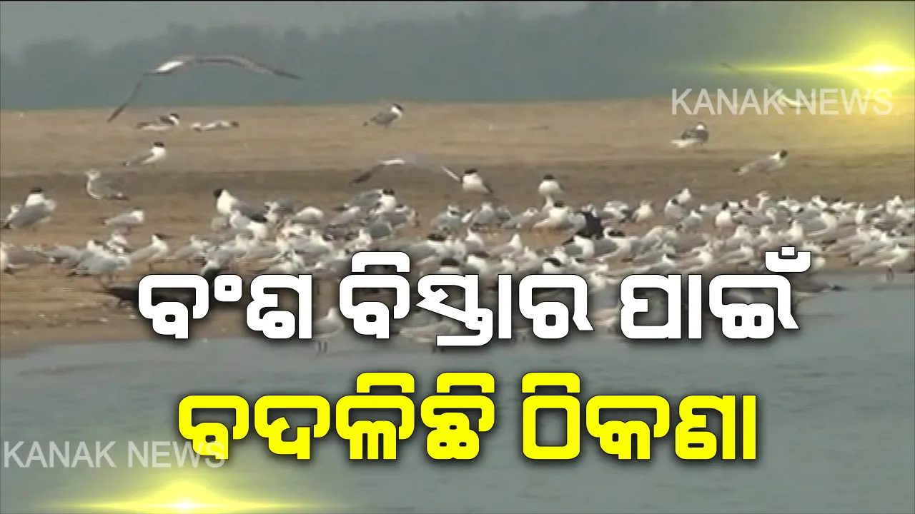  ବଂଶ ବିସ୍ତାର ପାଇଁ ବଦଳିଛି ଠିକଣା : ଶୀତ ଦିନେ ଓଡିଶାର ବିଭିନ୍ନ ସ୍ଥାନକୁ ଉଡି ଆସିଛନ୍ତି ବିଦେଶୀ ପକ୍ଷୀ