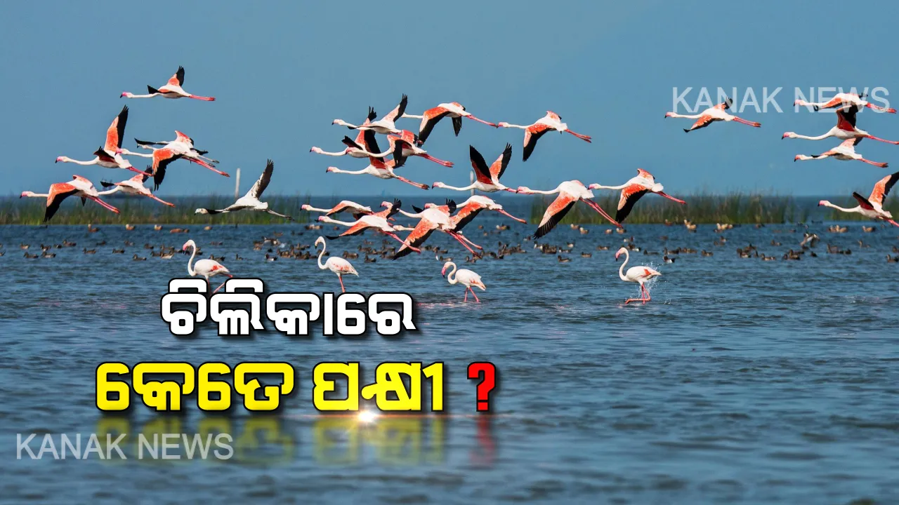  ଚିଲିକାରେ ପକ୍ଷୀ ଗଣନା । ନିୟୋଜିତ ହୋଇଛନ୍ତି ପ୍ରାୟ ୧୫୦ କର୍ମଚାରୀ । ଭୋର ୫ରୁ ମଧ୍ୟାହ୍ନ ୧୨ଟା ଯାଏଁ ଚାଲିବ ଗଣନା କାର୍ଯ୍ୟ
